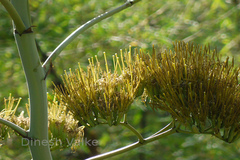 Agave cantula
